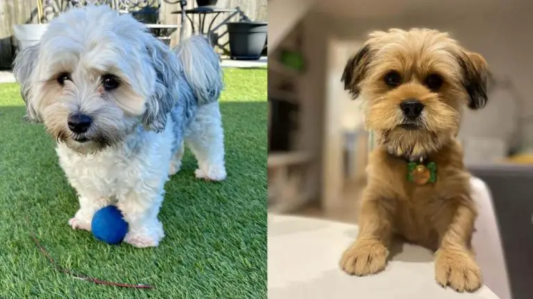 tigger Plys dukke fjende Yorkie Apso | Yorkshire Terrier and Lhasa Apso mixed Dog Breed