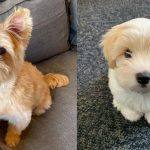 Facts About Yorkie-Ton Dog Breed 3