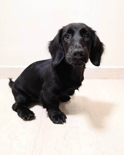 Black-Dachshund-colors