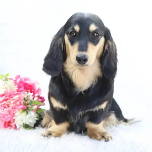 Black-and-Cream-Dachshund-colors
