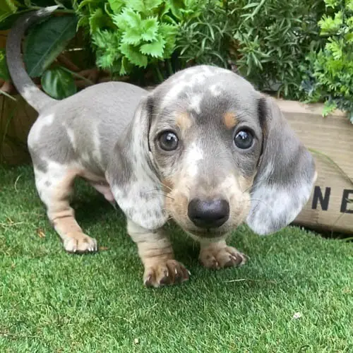 Blue-and-Cream-Dachshund-colors