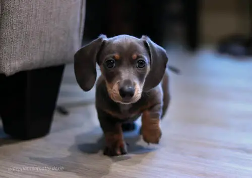 Blue-and-Tan-Dachshund-colors