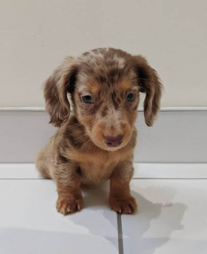 Chocolate-and-Cream-Dachshund 2-colors