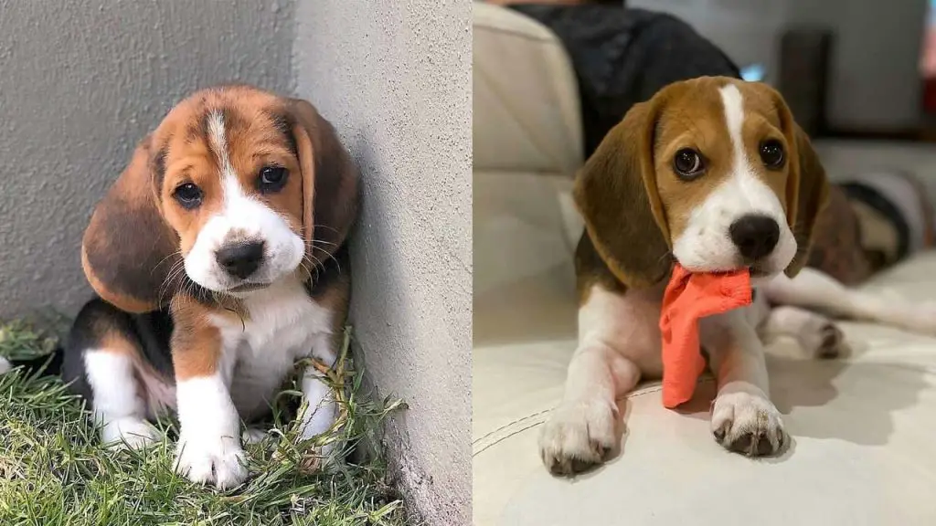 beagle-dog-colors