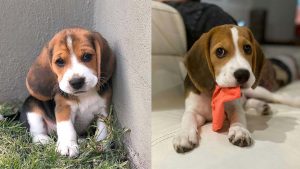 beagle-dog-colors