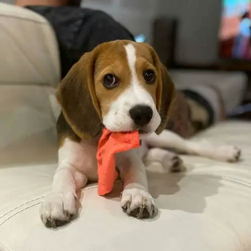 beagle-dog-colors-4