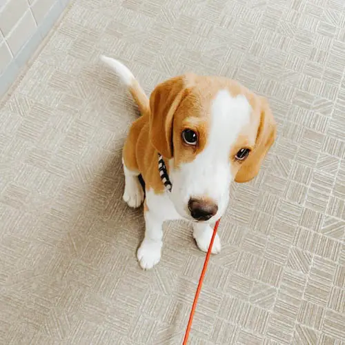 beagle-dog-colors-5