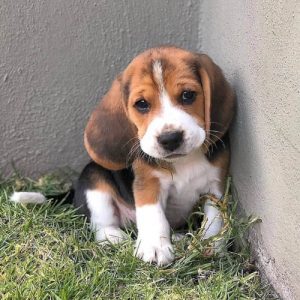 beagle-dog-colors-6