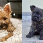 Cairn Terrier Dog Colors: A Complete List of All 15 Recognized Coat Colors 2