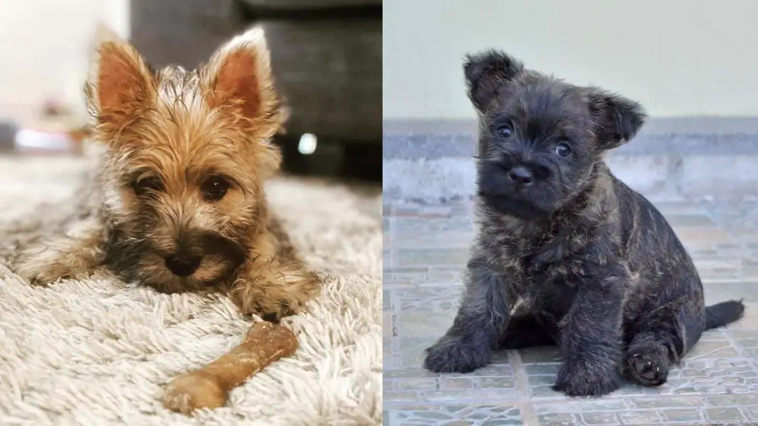 Cairn Terrier Dog Colors: A Complete List of All 15 Recognized Coat Colors 1