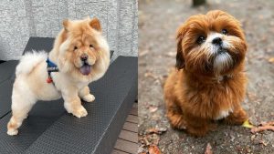 centuries-old-chinese-dog-breeds-still-living-like-royalty-today