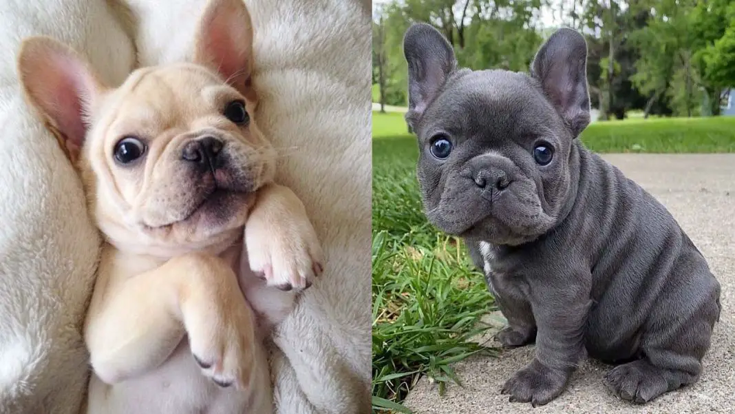 facts-about-french-bulldog
