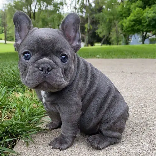 facts-about-french-bulldog-2