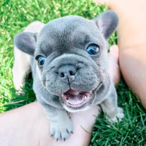 facts-about-french-bulldog-3