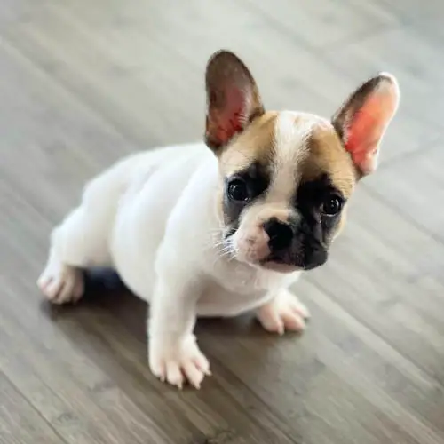 facts-about-french-bulldog-4