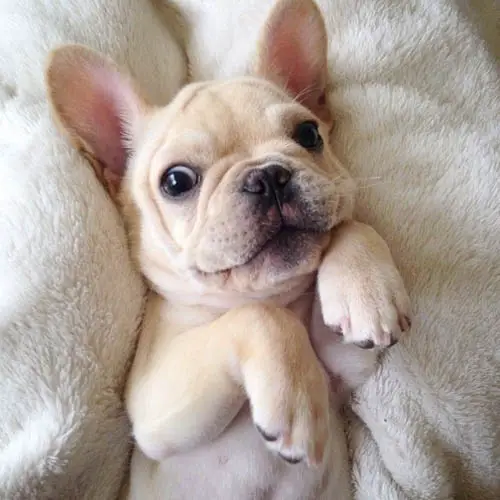 facts-about-french-bulldog