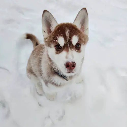 husky-dog-colors-brown-and-white 