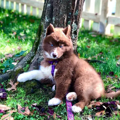 Siberian Husky Dog Colors: A Complete List Of All 18 Coat Colors 1