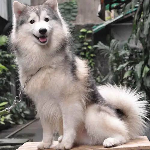husky-dog-colors-gray-and-white