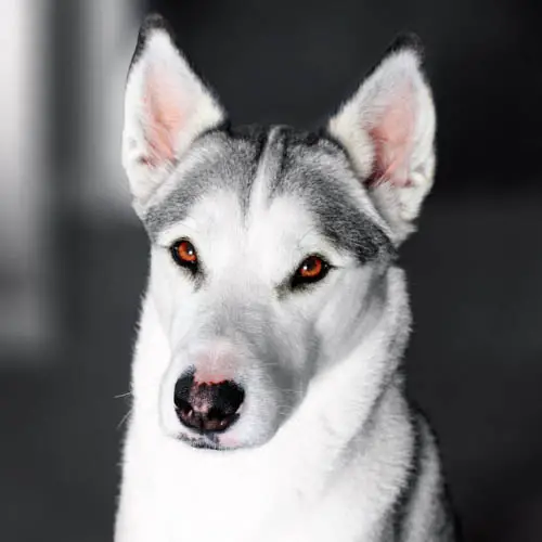 husky-dog-colors-gray