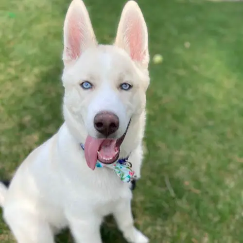 husky-dog-colors-isabella-white 
