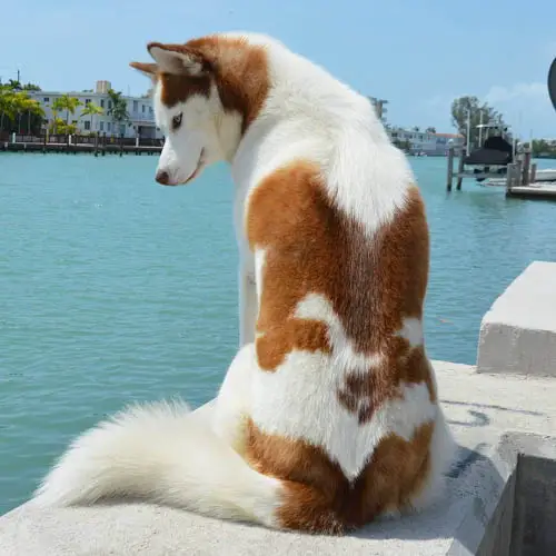 husky-dog-colors-piebald 