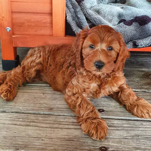 Labradoodle Dog Colors: A Complete List of All Coat Colors 1