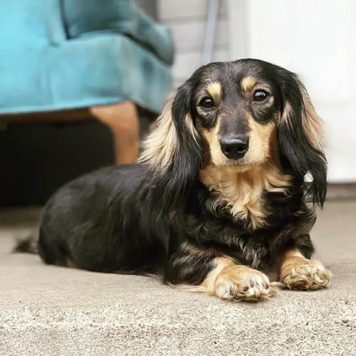 sable-doxie-colors