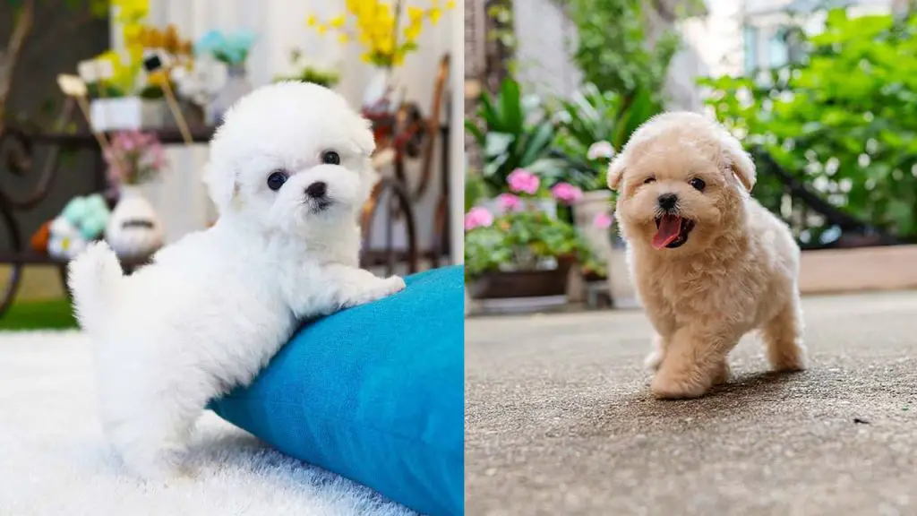 when-do-dogs-stop-growing