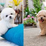 when-do-dogs-stop-growing