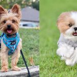 how-technology-can-benefit-the-health-of-your-dog