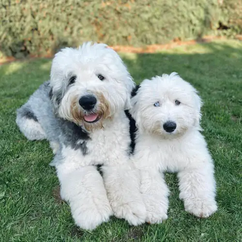 Facts About Old English Sheepdog Dog Breed 1