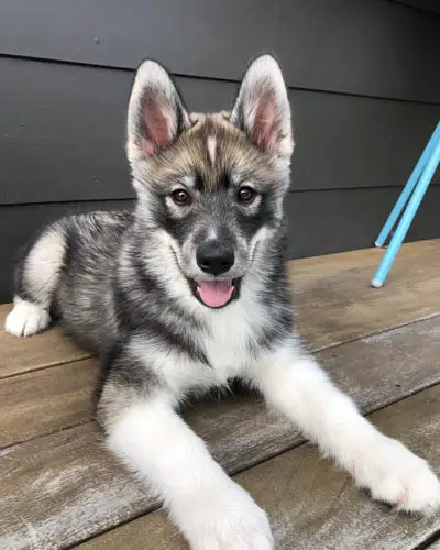 samusky-samoyed-husky-mix-dog-breed-9