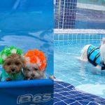 swimming-safety-tips-for-your-dog