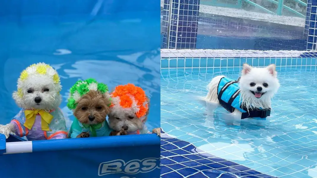 swimming-safety-tips-for-your-dog