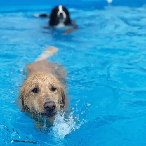swimming-safety-tips-for-your-dog-3