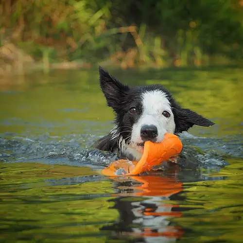 swimming-safety-tips-for-your-dog-4