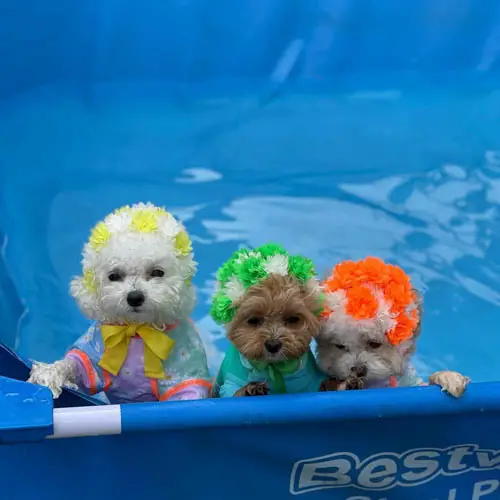 swimming-safety-tips-for-your-dog-5