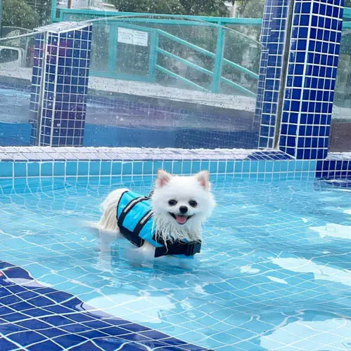 swimming-safety-tips-for-your-dog-6