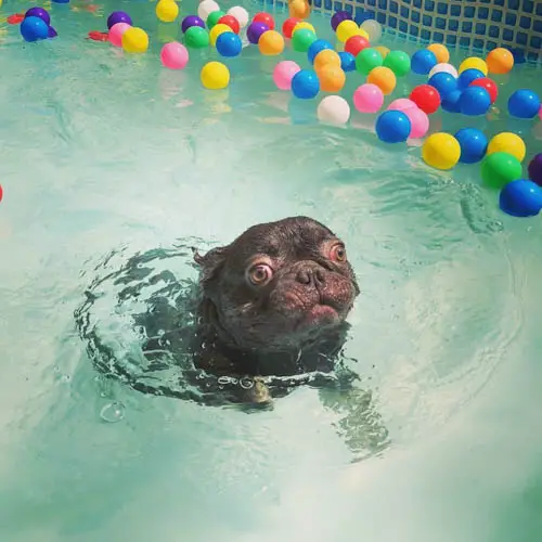 swimming-safety-tips-for-your-dog-7