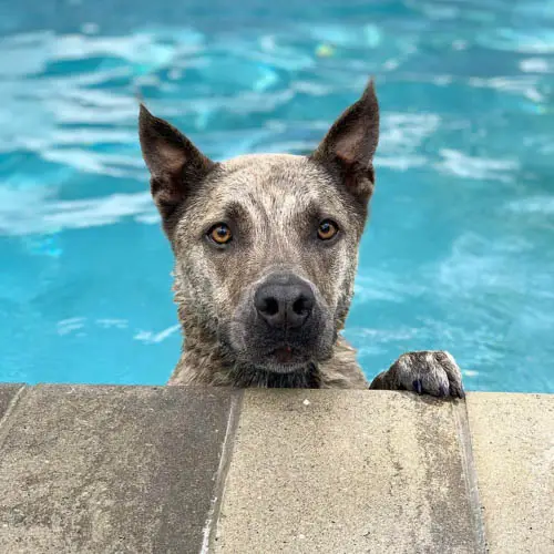 swimming-safety-tips-for-your-dog-8