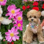 What Flowers Are Poisonous to Dogs? 2