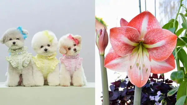 what-flowers-are-poisonous-to-dogs-amaryllis