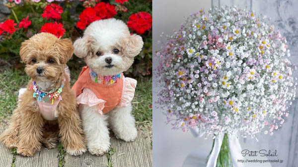 what-flowers-are-poisonous-to-dogs-babys-breath