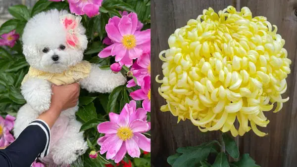 what-flowers-are-poisonous-to-dogs-chrysanthemum
