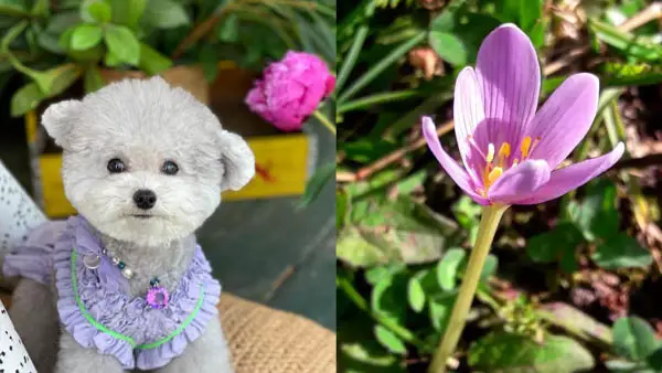 what-flowers-are-poisonous-to-dogs-crocus
