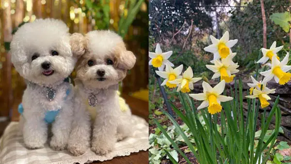 what-flowers-are-poisonous-to-dogs-daffodils