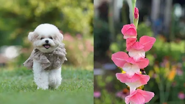 what-flowers-are-poisonous-to-dogs-gladiola