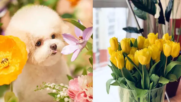 what-flowers-are-poisonous-to-dogs-hyacinths-and-tulips