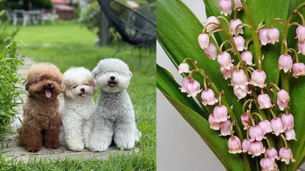 what-flowers-are-poisonous-to-dogs-lily-of-the-valley
